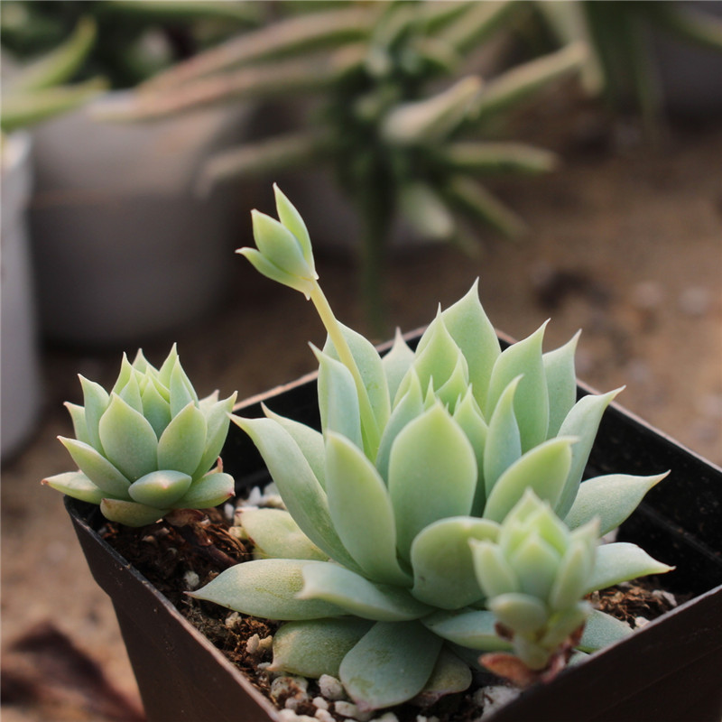 逃跑计划领衔上海千人跨年live狂欢‘ky开元电竞’(图1) KY开元集团官网