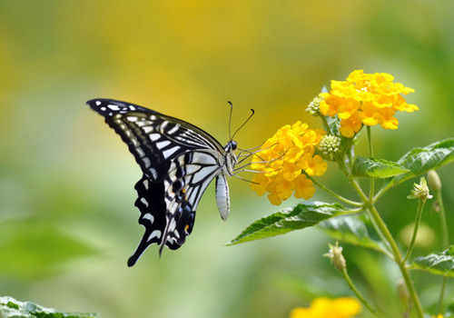 KY开元集团官网-台湾虱目鱼首次“登陆”厦门海沧(图1) ky开元电竞